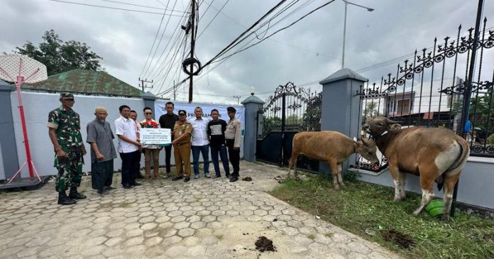 Antam UBPN Konut Salurkan 16 Ekor Sapi Kurban