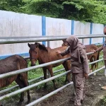 Lima Sapi dan Kuda di Pelabuhan Tobaku Ditahan, 51 Kambing Ditolak Masuk Pelabuhan Wanci Lima Sapi dan Kuda di Pelabuhan Tobaku Ditahan, 51 Kambing Ditolak Masuk Pelabuhan Wanci