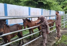 Lima Sapi dan Kuda di Pelabuhan Tobaku Ditahan, 51 Kambing Ditolak Masuk Pelabuhan Wanci Lima Sapi dan Kuda di Pelabuhan Tobaku Ditahan, 51 Kambing Ditolak Masuk Pelabuhan Wanci
