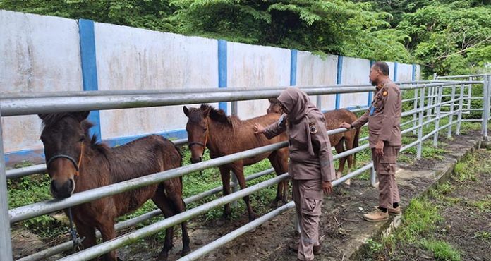 Lima Sapi dan Kuda di Pelabuhan Tobaku Ditahan, 51 Kambing Ditolak Masuk Pelabuhan Wanci