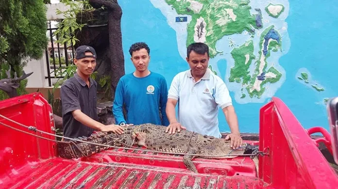 BKSDA Sultra Amankan Buaya 2 Meter di Sekitar Kali Biru Kendari