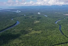 Rasakan Sensasi Petualangan Alam Liar di Hutan Mangrove Butur Rasakan Sensasi Petualangan Alam Liar di Hutan Mangrove Butur