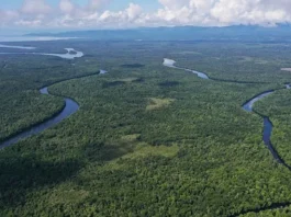 Rasakan Sensasi Petualangan Alam Liar di Hutan Mangrove Butur Rasakan Sensasi Petualangan Alam Liar di Hutan Mangrove Butur