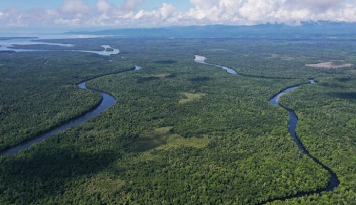Rasakan Sensasi Petualangan Alam Liar di Hutan Mangrove Butur