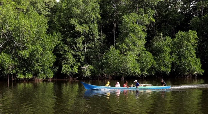 Rasakan Sensasi Petualangan Alam Liar di Hutan Mangrove Butur
