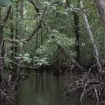 MangroveButur4