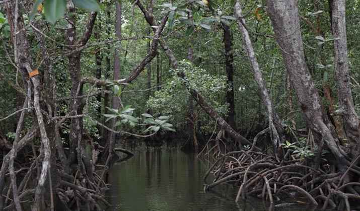 Rasakan Sensasi Petualangan Alam Liar di Hutan Mangrove Butur