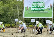 PT DSSP Power Kendari Tanam Ribuan Pohon Mangrove Hingga Transplantansi Terumbu Karang PT DSSP Power Kendari Tanam Ribuan Pohon Mangrove Hingga Transplantansi Terumbu Karang
