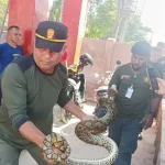 BKSDA Sultra Amankan 5 Ekor Ular Piton di Labibia dan Puuwatu BKSDA Sultra Amankan 5 Ekor Ular Piton di Labibia dan Puuwatu