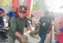 BKSDA Sultra Amankan 5 Ekor Ular Piton di Labibia dan Puuwatu BKSDA Sultra Amankan 5 Ekor Ular Piton di Labibia dan Puuwatu