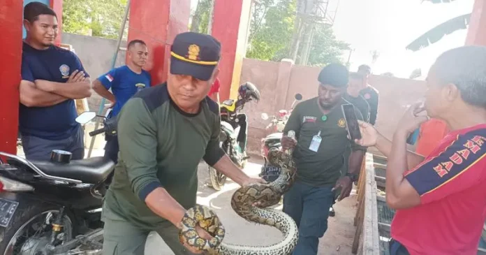 BKSDA Sultra Amankan 5 Ekor Ular Piton di Labibia dan Puuwatu