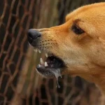 Masuk Kategori Penyakit Berisiko Tinggi, Dinkes Sultra Imbau Waspada Rabies Masuk Kategori Penyakit Berisiko Tinggi, Dinkes Sultra Imbau Waspada Rabies