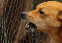 Masuk Kategori Penyakit Berisiko Tinggi, Dinkes Sultra Imbau Waspada Rabies Masuk Kategori Penyakit Berisiko Tinggi, Dinkes Sultra Imbau Waspada Rabies