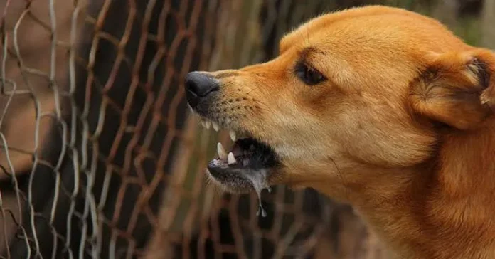 Masuk Kategori Penyakit Berisiko Tinggi, Dinkes Sultra Imbau Waspada Rabies
