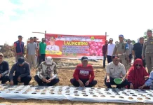 Tekan Inflasi, Pj Bupati Mubar Resmi Launching Gerakan Tanam Bawang Merah di Enam Titik Launcing - Penjabat (Pj) Bupati Mubar, Bahri didampingi Sekda Mubar, LM Husein Tali, Kadis Pertanian Mubar, Nestor Jono saat melauncing gerakan penanaman bawang merah di enam titik, Sabtu (12/8/2023). (Kasman/ZONASULTRA.ID).