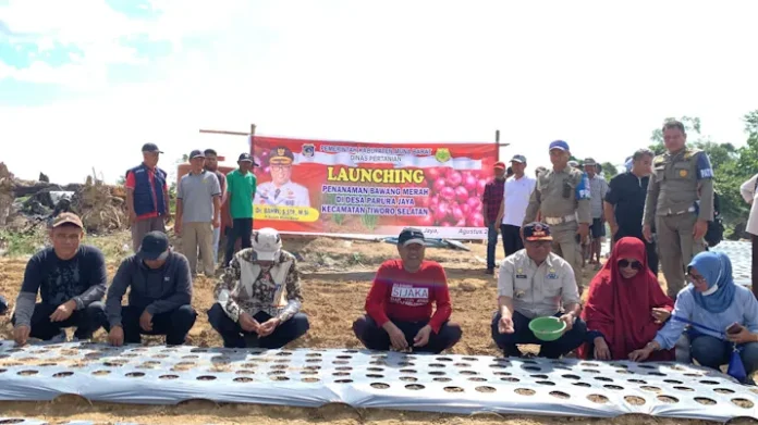 Launcing - Penjabat (Pj) Bupati Mubar, Bahri didampingi Sekda Mubar, LM Husein Tali, Kadis Pertanian Mubar, Nestor Jono saat melauncing gerakan penanaman bawang merah di enam titik, Sabtu (12/8/2023). (Kasman/ZONASULTRA.ID).