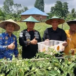 Lapas Kelas II A Kendari Panen Hasil Olahan Satu Hektare Lahan Tidur Lapas Kelas II A Kendari Panen Hasil Olahan Satu Hektare Lahan Tidur