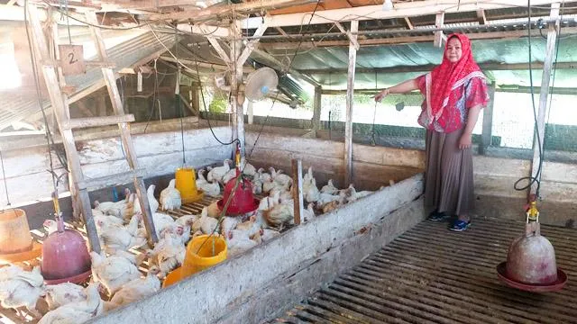 Kisah Pasutri Berdagang Ayam Potong di Kolaka, Beromzet Belasan Juta Rupiah Per Hari