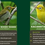 Burung Kacamata Wangiwangi Dilestarikan di Taman Safari Indonesia Burung Kacamata Wangiwangi Dilestarikan di Taman Safari Indonesia
