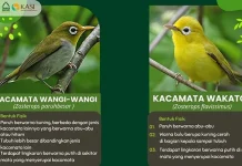 Burung Kacamata Wangiwangi Dilestarikan di Taman Safari Indonesia Burung Kacamata Wangiwangi Dilestarikan di Taman Safari Indonesia