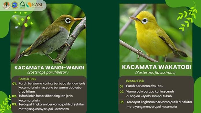 Burung Kacamata Wangiwangi Dilestarikan di Taman Safari Indonesia