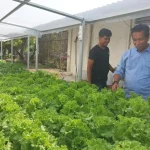 Tekan Inflasi, Dinas Kehutanan Sultra Manfaatkan Lahan Kantor Tanam Sayuran Tekan Inflasi, Dinas Kehutanan Sultra Manfaatkan Lahan Kantor Tanam Sayuran