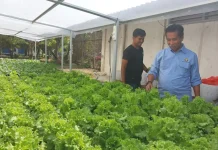 Tekan Inflasi, Dinas Kehutanan Sultra Manfaatkan Lahan Kantor Tanam Sayuran Tekan Inflasi, Dinas Kehutanan Sultra Manfaatkan Lahan Kantor Tanam Sayuran