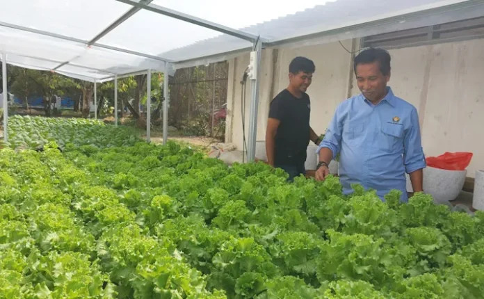 Tekan Inflasi, Dinas Kehutanan Sultra Manfaatkan Lahan Kantor Tanam Sayuran