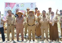 Pemkab Mubar Panen 19,6 Ton Bawang Merah Pemkab Mubar Panen 19,6 Ton Bawang Merah