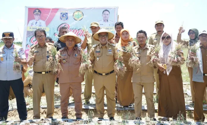 Pemkab Mubar Panen 19,6 Ton Bawang Merah
