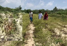 Kemarau, 4,5 Hektare Tanaman Cabai di Lakabu Mubar Mati Kemarau, 4,5 Hektare Tanaman Cabai di Lakabu Mubar Mati