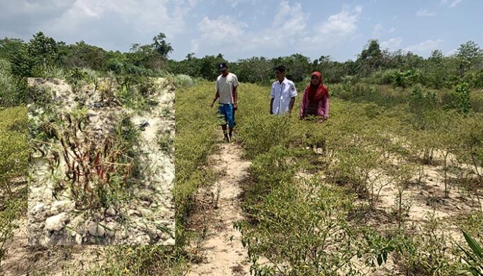 Kemarau, 4,5 Hektare Tanaman Cabai di Lakabu Mubar Mati