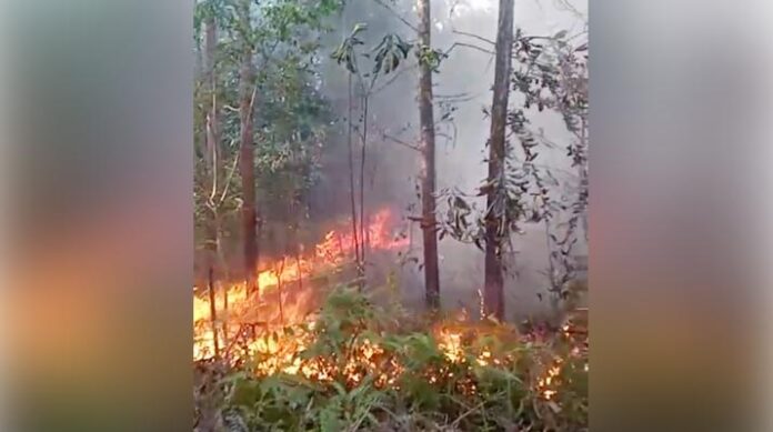 1 Hektare Lahan Kampus UHO Dilalap Api