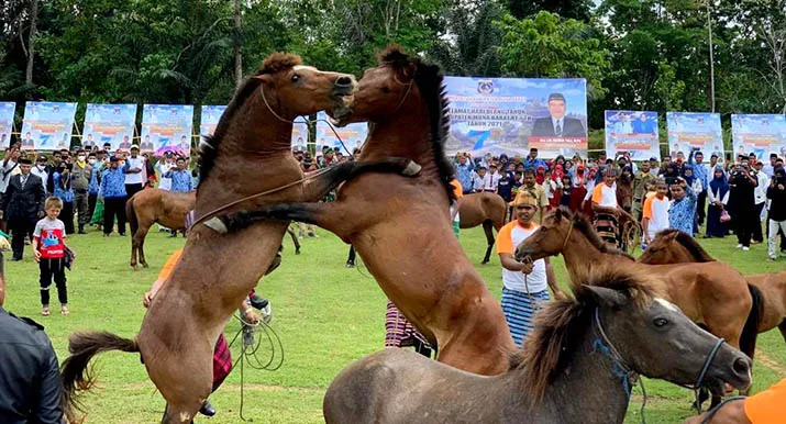 Atraksi Perkelahian Kuda di Muna, Warisan dari Zaman Kerajaan