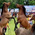 Atraksi Perkelahian Kuda di Muna, Warisan dari Zaman Kerajaan Atraksi Perkelahian Kuda di Muna, Warisan dari Zaman Kerajaan