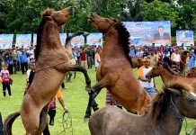Atraksi Perkelahian Kuda di Muna, Warisan dari Zaman Kerajaan Atraksi Perkelahian Kuda di Muna, Warisan dari Zaman Kerajaan