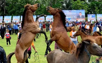 Atraksi Perkelahian Kuda di Muna, Warisan dari Zaman Kerajaan Atraksi Perkelahian Kuda di Muna, Warisan dari Zaman Kerajaan