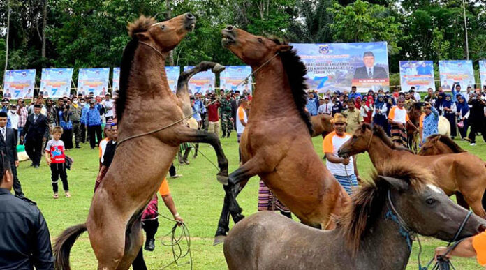 Atraksi Perkelahian Kuda di Muna, Warisan dari Zaman Kerajaan