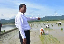 Kunjungi Konawe, Mentan Amran Pastikan Pupuk Subsidi Aman Kunjungi Konawe, Mentan Amran Pastikan Pupuk Subsidi Aman