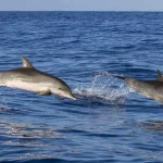 Mencandai Lumba-lumba di Pantai Wambuliga Mencandai Lumba-lumba di Pantai Wambuliga