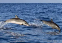 Mencandai Lumba-lumba di Pantai Wambuliga Mencandai Lumba-lumba di Pantai Wambuliga