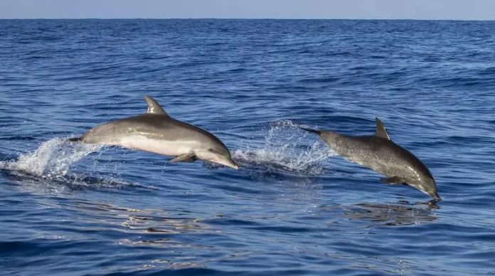 Mencandai Lumba-lumba di Pantai Wambuliga
