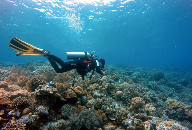 Mencandai Lumba-lumba di Pantai Wambuliga