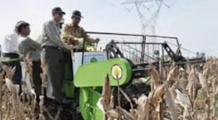 jaguagribisnis Pengembangan Agribisnis Jagung untuk Ketahanan Pangan: Membangun Ekonomi dan Inovasi Pertanian Indonesia