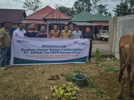 25 Hewan Kurban untuk Warga: ANTAM UBPN Konawe Utara Rayakan Idul Adha dengan Aksi Sosial 25 Hewan Kurban untuk Warga: ANTAM UBPN Konawe Utara Rayakan Idul Adha dengan Aksi Sosial